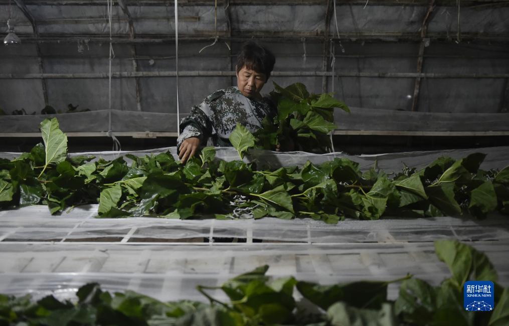 捕鱼大平台